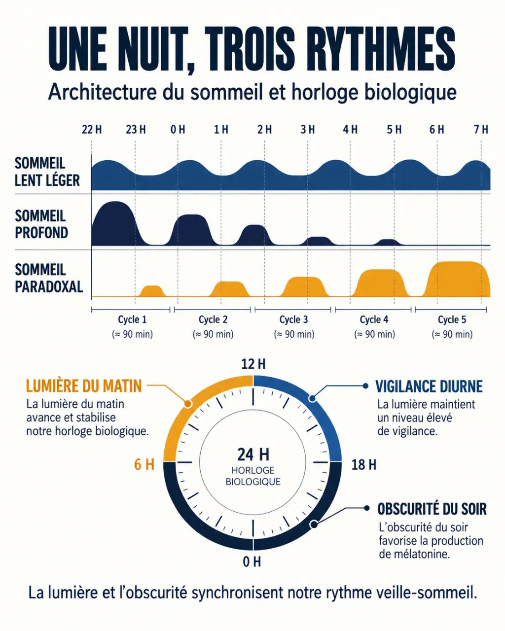 Infographie sur les phases d’un sommeil réparateur et le rôle de la lumière dans l’horloge biologique
